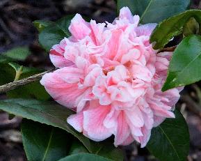 CamelliajaponicaPaulJones