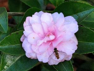 CamelliasasanquaFanny2