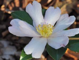 CamelliasasanquaPapaverVNcloseup