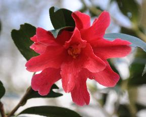 CamelliaxwilliamsiiFreedomBellCjaponicaxCsaluenensis