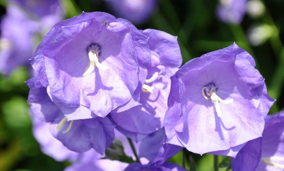 Campanula persicifolia 'Blue Bloomers' - vaste plant