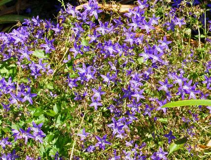 Campanula  'EK Toogood' , wintergroene klokjesbloem