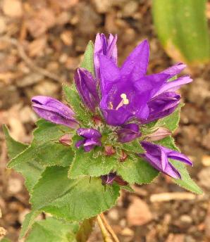 Campanula glomerata 'Superba' , kluwenklokje , syn. C glomerata pulsilla, paarse stervormige bloem  H 0,8m