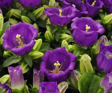 Campanula - hybride 'Lady Blue' 