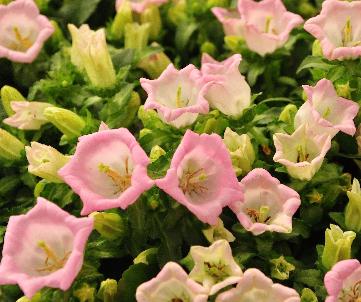 Campanula - hybride 'Lady Pink' 