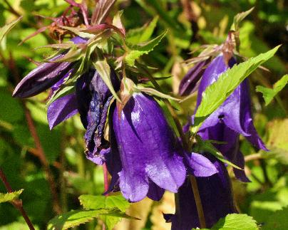 Campanula - 'Kent Belle' , paarsblauw bloeiende klokjesbloem,