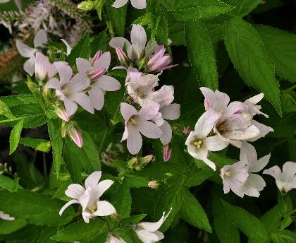 Campanula  lactiflora 'White Pouffe'