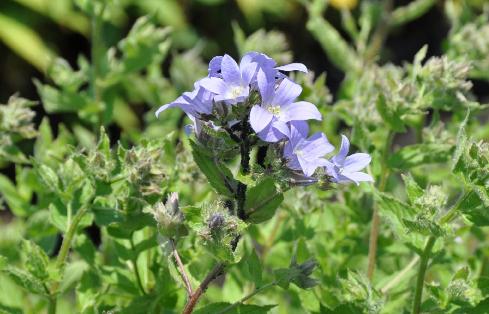 Campanula lactiflora 'Prichards Variety'