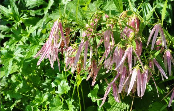 Campanula 'Pink Octopus' - 30-45 cm hoog - 45cm - 60 cm breed