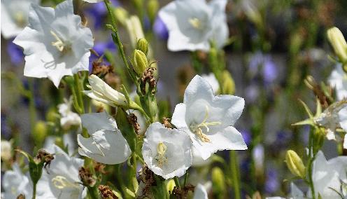 Campanula persicifolia 'ALBA'