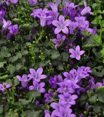 Campanula portenschlagiana 'Dark Take Mee' is ongetwijfeld een van de winterhardste soorten Campanula (zone 3-8