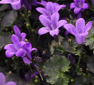 Campanula portenschlagiana, syn. Campanula muralis, zomerbloeier, laagblijvend, mooie herfstkleur