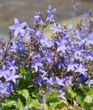 Campanula poscharskyana 'Blauranke' - goed overblijvende bergplant (Kroatie) verspreidt zich snel in rotstuinen