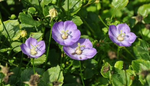 Campanula 'Royal Wave' 10aug