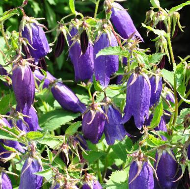 Campanula 'Sarastro', overblijvende klokjesbloem met mooie dieppaarse bloemen 