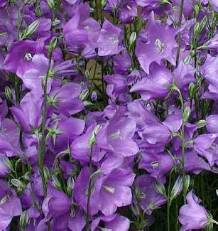 Campanula   persicifolia 'Telham Beauty'