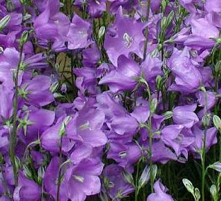 Campanula 'Telham Beauty' 