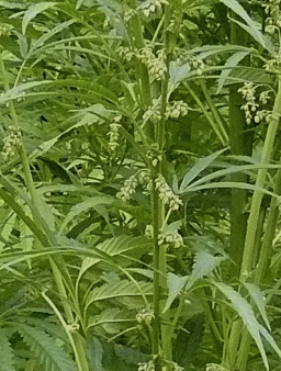 canabissativa2