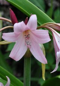 Canna 'Angèle Martin' Clos du Coudray