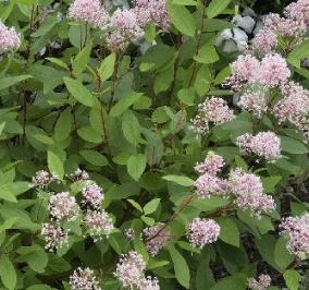 Ceanothus pallidus 'Marie Simon'