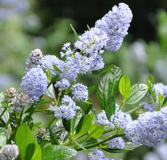 ceanothus2