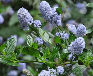 Ceanothus amerikaanse sering herfstsering, sikkelbloem