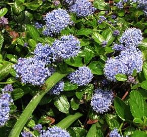 Ceanothus burkwoodii