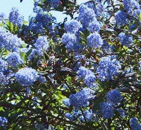 Ceanothus 'Italian Skies'