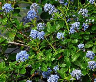 Ceanothus thyrsiflorus repens bloemen