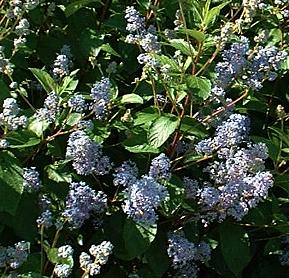 Ceanothus 'Gloire de Versailles'