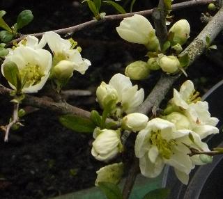 chaenomeles