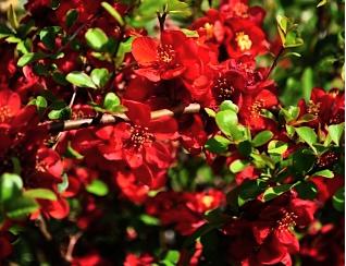 Chaenomeles x superba 'Crimson and Gold'