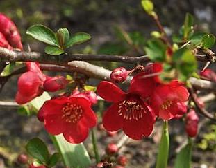 Chaenomeles x superba 'Etna'