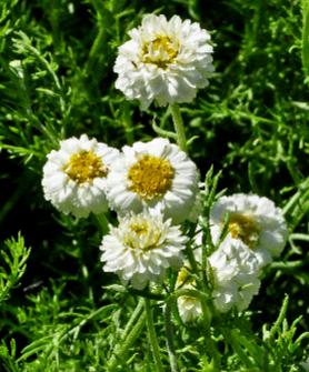 Chamaemelum-nobile-Flore-Plena-closeup