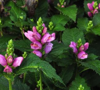 Cheloneobliqua3