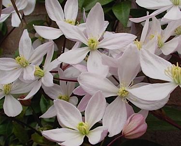 Clematis-armandii-Apple-blossom