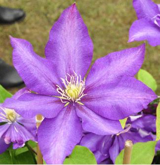 Clematis-Daniel-Deronda
