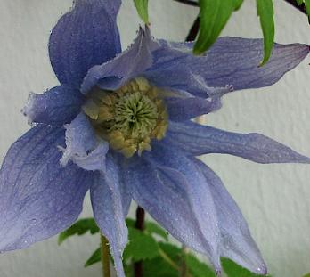 Clematis-eximia