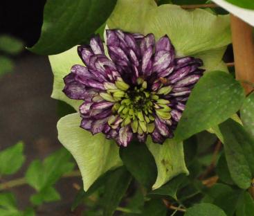 Clematis-florida-sieboldii