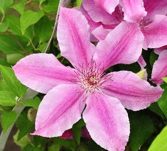 Clematis-Girenas