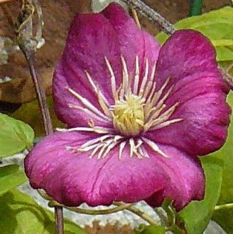 clematis jackmanii closeup