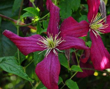 Clematis-Madame-Julia-Correvon-vnn