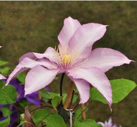 Clematis-Morning-Star-Zoklako-Patens-group-vn