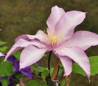 Clematis-Morning-Star-Zoklako-Patensgroup-vn