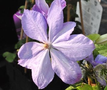 Clematis-Mrs-Cholmondeley-VNN