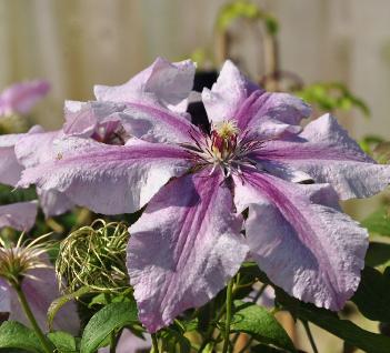 Clematis-OohLaLa-Evipo041-closeup-vnnn