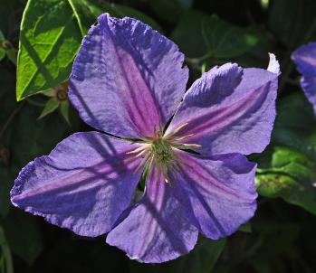 Clematis-Perle-d-Azur-closeup