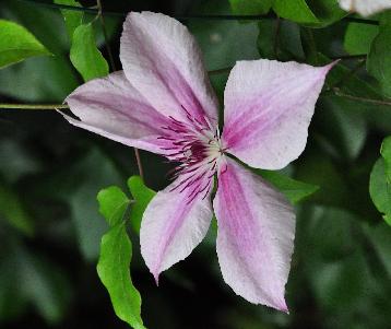 Clematis-Pink-Fantasy-closeup-bloem