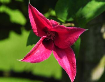 Clematis-Princesse-Diane1