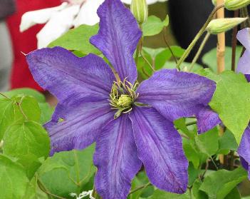 Clematis-Rhapsody